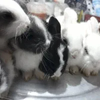 خرگوش بچه