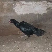 مرغ لاری سیاه