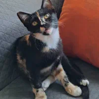 واگذاری بچه گربه دختر سه ماهه