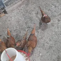 سبرایت بالغ