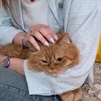 گربه پرشین
