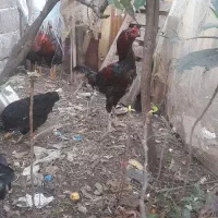 یک،عدد،خروس،لاری جوان