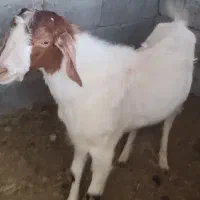 بز نر