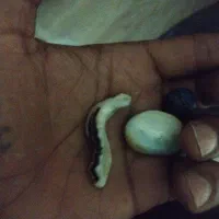 سنگهای قیمتی کمیاب|کلکسیون اشیاء عتیقه|بندرعباس, |دیوار