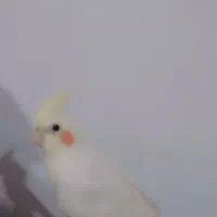 عروس هلندی لوتینو