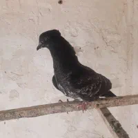 کبوتر|پرنده|قم, هنرستان|دیوار