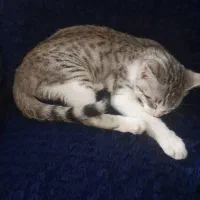 بچه گربه توضیحات بخوانید