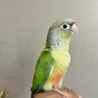 طوطی گرینچیک سینامون