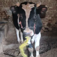 گاو|حیوانات مزرعه|سامن, |دیوار