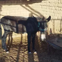 خر نر اخته شده