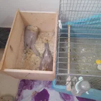 پدر آلبیونو ومادر لوتیتو با دوجوجه دانه خور|پرنده|رشت, دیانتی|دیوار