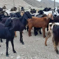 فروش بزداشتی جوان کوه چر