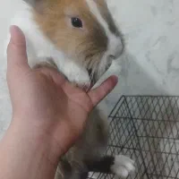 خرگوش|موش و خرگوش|اردبیل, |دیوار