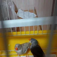 یک جفت فنچ