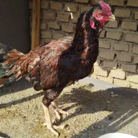 خروس لاری ۲ ساله