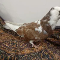 کبوتر