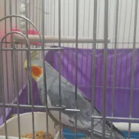 نر بالغ ۲سال جفتش نداره به فروش می‌رسد چون تنها