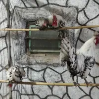 جوجه اپنزلر|حیوانات مزرعه|بهشهر, |دیوار