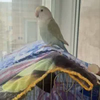 چهار طوطی برزیلی بالغ و سخنگو به همراه لوازم جانبی|پرنده|اردبیل, |دیوار