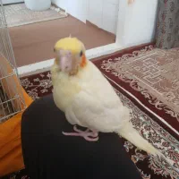 عروس هلندی دستی|پرنده|تفت, |دیوار