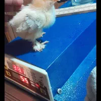 برهما اصل ۱۵ روزه