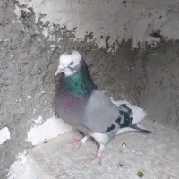 شازده سبز ماده معاوضه با شازده سبز نر