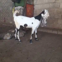 ....|حیوانات مزرعه|شوشتر, |دیوار