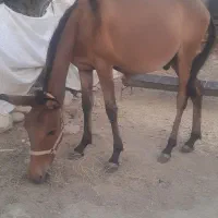 قاطر نر یکسال نیم