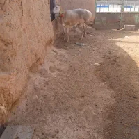 بره قوچ چینی