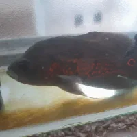 فروش ماهی اسکار