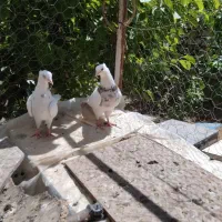 کبوتر طوقی