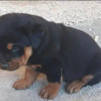 سگ رتوایلر|سگ|بهشهر, |دیوار