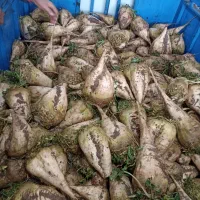 چغندر باکیفیت|خوردنی و آشامیدنی|هشترود, |دیوار