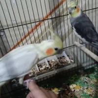 یک جفت عروس هلندی دستی خوب مولد