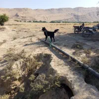 نلیطز|سگ|بهبهان, |دیوار