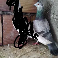 سوسکی سبز نر مست