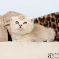فروشگاه میوشاپ گربه اسکاتیش/بریتیش/پرشین|گربه|تبریز, |دیوار