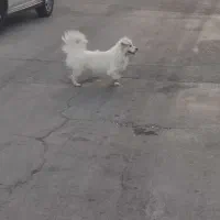 واگذاری اشپیتز|سگ|اصفهان, شاهد|دیوار