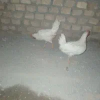 دوعدد‌خروس‌دانه‌ای‌۳۰۰