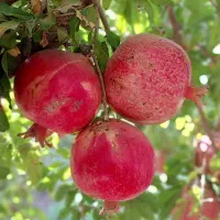 انار عقدا|خوردنی و آشامیدنی|عقدا, |دیوار