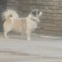 واگذاری سگ|سگ|اراک, |دیوار