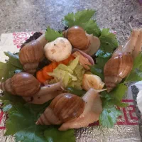 حلزون آلبینو|خزنده|کرمانشاه, |دیوار