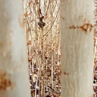 نهال صنوبر نیگرا آنکارا ترکیه 1.5 تا 6 متر|گل و گیاه طبیعی|خوی, |دیوار