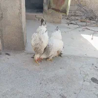 مرغ خروس برهما|حیوانات مزرعه|گنبد کاووس, |دیوار