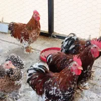 مرغ و خروس|حیوانات مزرعه|تهران, فلاح|دیوار