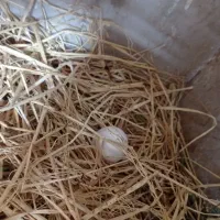 مرغ سفید تخم گذار|حیوانات مزرعه|خرامه, |دیوار