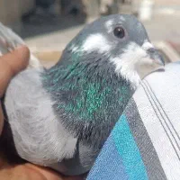 نر خرقه چکمه پا