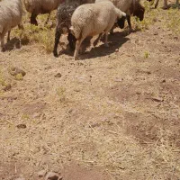 ده تا میش جوان مال داشتی