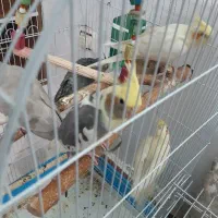 تعدادی عروس هلندی|پرنده|الیگودرز, |دیوار