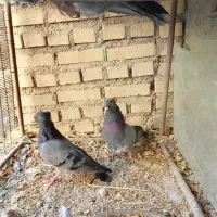 سبر آبادانی